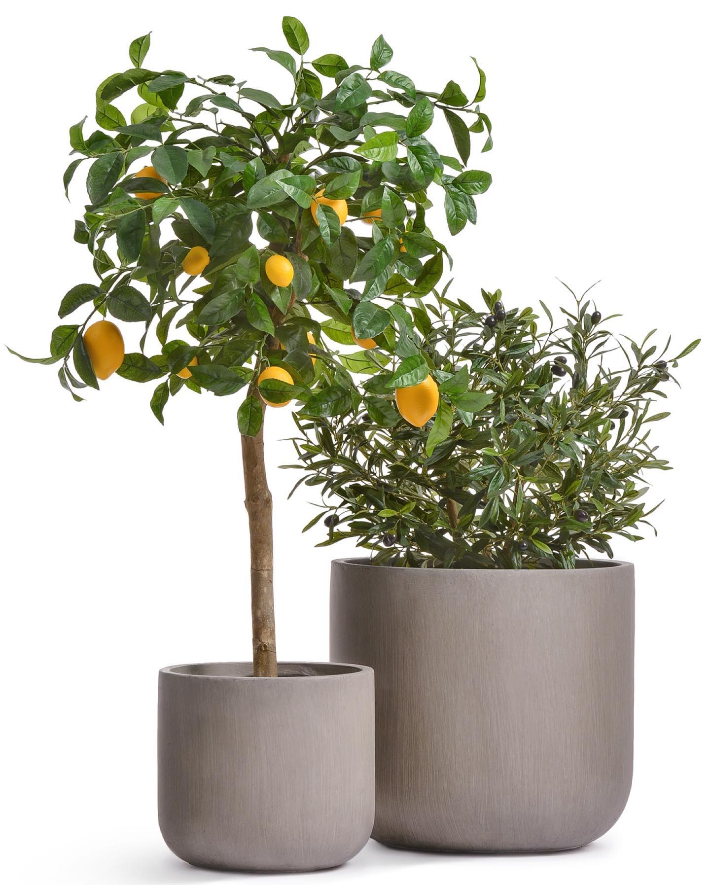 искусственные растения