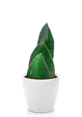 Сансевиерия Биг Лиф Грин 19/50 см в CLASSICO LS 21, белый блестящий