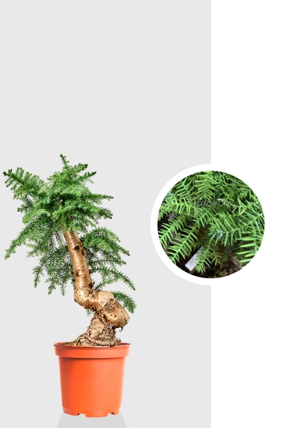Бонсай Араукария Каннингема 21/75 см