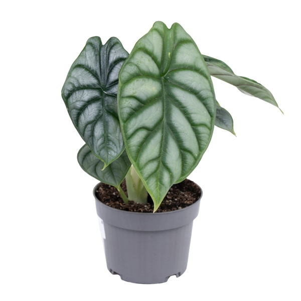 Алоказия Сильвер Драгон 12/25 см