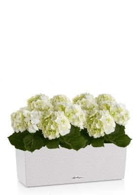 Гортензия Кремовая в BALCONERA Stone 50, песочный белый Гортензия Кремовая в BALCONERA Stone 50, песочный белый