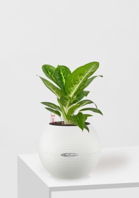 Аглаонема Еллоу Биколор 12/30 см в PURO 20 Аглаонема Еллоу Биколор 12/30 см в PURO 20