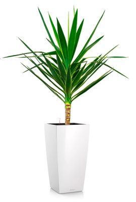 Юкка Пак в CUBICO 30, белый блестящий Юкка Пак в CUBICO 30, белый блестящий