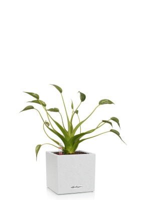 Алоказия Тину Дансер 12 см в CANTO STONE 14