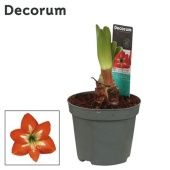 Гиппеаструм Christmas Star 2 ствола d9 см h20 см тип 2