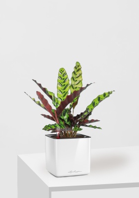 Калатея Лансифолия 12/30 см в CUBE GLOSSY 14