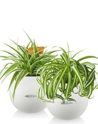 "Набор для детской" Хлорофитум PURO 20/30 см, белый (2 шт.) "Набор для детской" Хлорофитум PURO 20/30 см, белый (2 шт.)