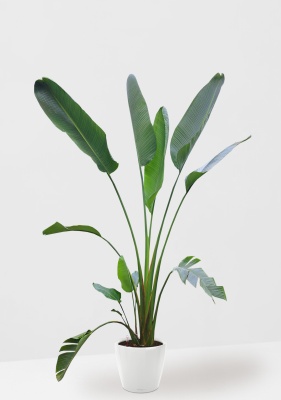 Стрелиция Николай 33/300 см в CLASSICO LS 43 Стрелиция Николай 33/300 см в CLASSICO LS 43