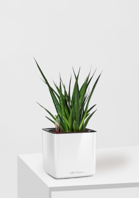 Сансевиерия Кирки 12/37 см в CUBE GLOSSY 14, белый блестящий