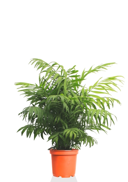 Хамедорея Элеганс 24/80 см