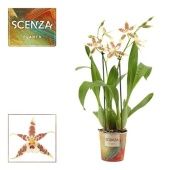 Орхидея Камбрия 2 ствола d12 см h60 см