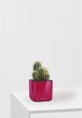 Кактус микс 8 см в CUBE GLOSSY KISS 14 Кактус микс 8 см в CUBE GLOSSY KISS 14