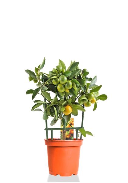 Цитрус Каламондин на решетке 15/45 см