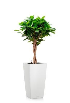 Фикус Моклейм 21/90 см в CUBICO COLOR 30, белый Фикус Моклейм 21/90 см в CUBICO COLOR 30, белый