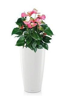 Антуриум микс RONDO 40/120 см, белый блестящий Антуриум микс RONDO 40/120 см, белый блестящий