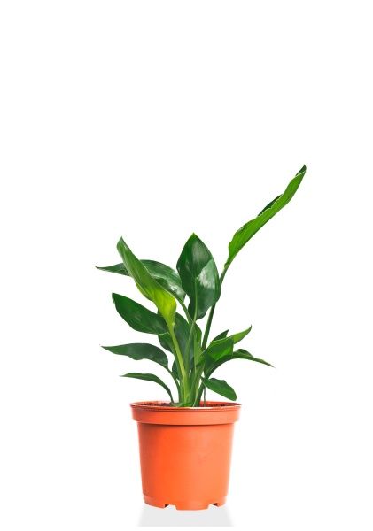 Стрелиция Регина 12/40 см