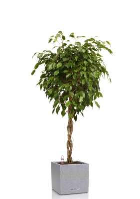 Фикус Экзотика переплетенный 30/150 см в CANTO STONE LOW 40