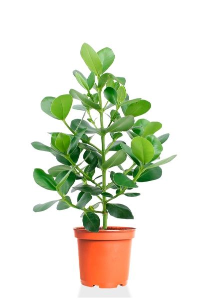 Клузия Росеа Принцесс 17/55 см