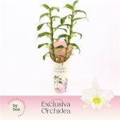 Дендробиум Nobile Apollon 2 ствола d12 см h50 см тип 3