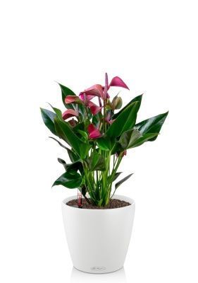 Антуриум Андрианум пурпурный 17/55 см в CLASSICO COLOR 21, белый Антуриум Андрианум пурпурный 17/55 см в CLASSICO COLOR 21, белый