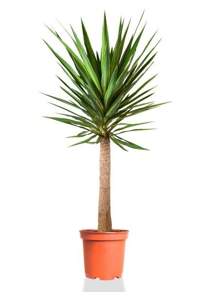 Юкка Джевел на стволе 35/180 см