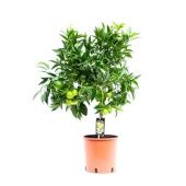 Цитрус Клементин d22 см h85 см