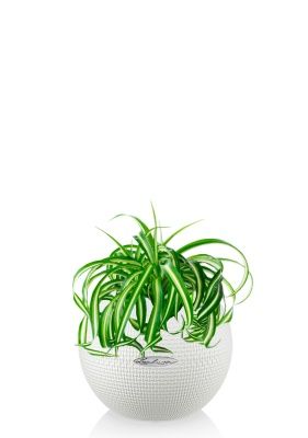 Хлорофитум Бонни 12/25 см в PURO 20, белый