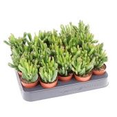 Крассула Хоббит денежное дерево d5.5 см h10 см Крассула Хоббит денежное дерево d5.5 см h10 см