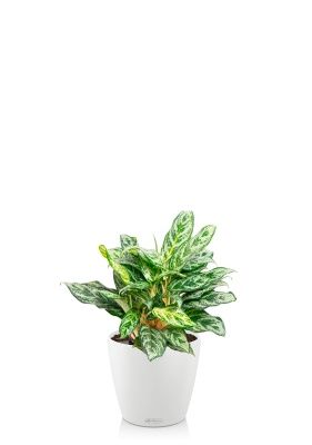 Аглаонема Сильвер Квин 19/50 см в CLASSICO COLOR 28, белый Аглаонема Сильвер Квин 19/50 см в CLASSICO COLOR 28, белый