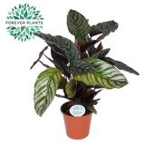 Калатея Орната d17 см h55 см