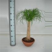 Нолина 1 ствол d25 см h70 см