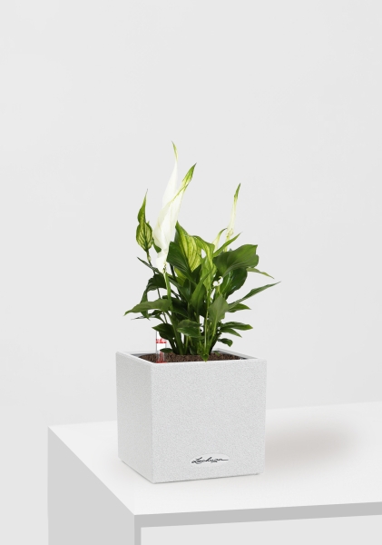 Спатифиллум 9/30 см в CANTO STONE 14 Спатифиллум 9/30 см в CANTO STONE 14