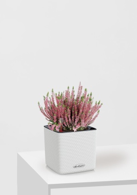 Вереск (Эрика) розовый в CUBE COLOR 14