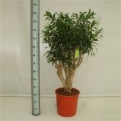 Драцена Рефлекса бранч d35 см h140 см Драцена Рефлекса бранч d35 см h140 см