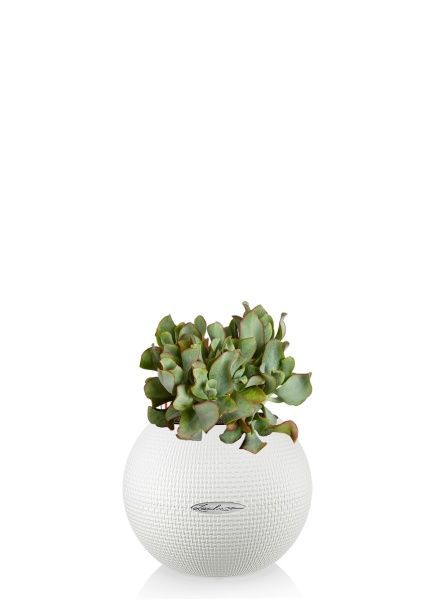 Крассула Ундулатифолия 12/20 см в PURO 20