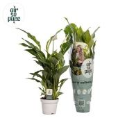 Спатифиллум Штраус 3+ цветов d13 см h50 см тип 1 Спатифиллум Штраус 3+ цветов d13 см h50 см тип 1