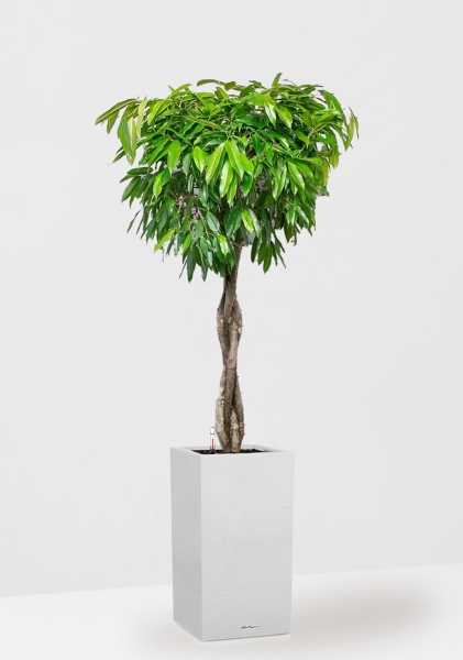 Фикус Амстел Кинг переплетенный 35/160 см в CANTO STONE HIGH 40