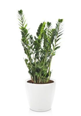 Замиокулькас 21/110 в CLASSICO LS 28, белый блестящий Замиокулькас 21/110 в CLASSICO LS 28, белый блестящий