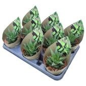 Хавортия лимифолия d10.5 см h12.5 см тип 1