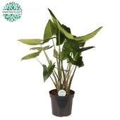 Алоказия Зебрина 35/130 см