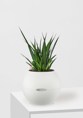 Сансевиерия Кирки 12/37 см в PURO 20, белый