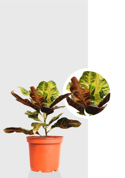 Кротон (Кодиеум) Миссис Айстон 14/50 см Кротон (Кодиеум) Миссис Айстон 14/50 см