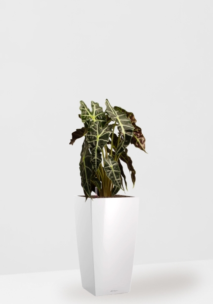 Алоказия Полли 17/50 см в CUBICO 22