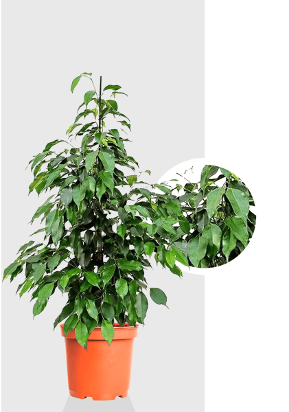 Фикус Бенджамина Экзотика 27/150 см Фикус Бенджамина Экзотика 27/150 см