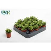 Алоэ Скуаросса d5.5 см h10 см