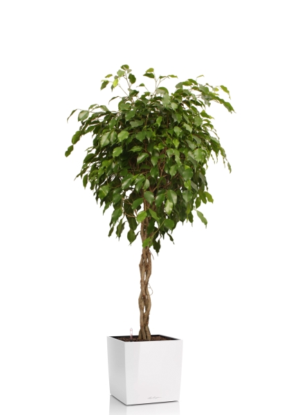 Фикус Экзотика переплетенный 30/150 см в CUBE 40 Фикус Экзотика переплетенный 30/150 см в CUBE 40