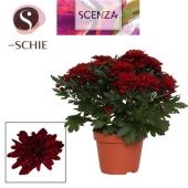 Хризантема Грандеза красная (scenza) d13 см h25 см
