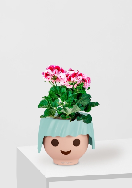 Пеларгония Грандифлора 12/25 см в OJO