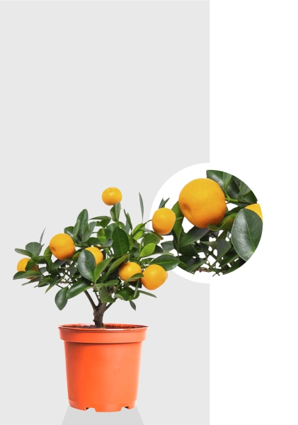 Цитрус Каламондин 12/30 см Цитрус Каламондин 12/30 см