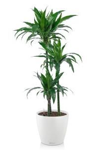 Драцена Джанет Крейг 3 ствола 30/150 см в CLASSICO COLOR 28